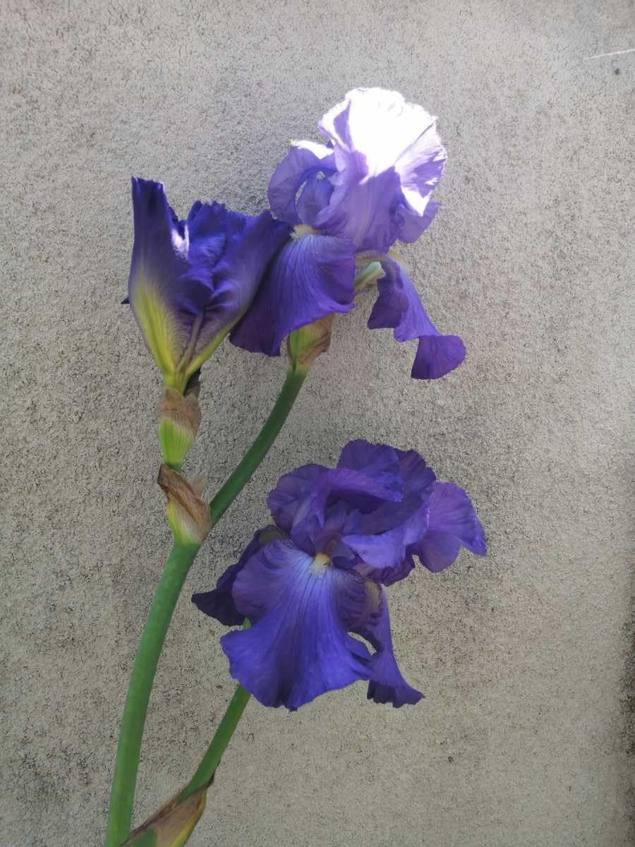 2025年最新】Yahoo!オークション -緒締め玉の中古品・新品・未使用品